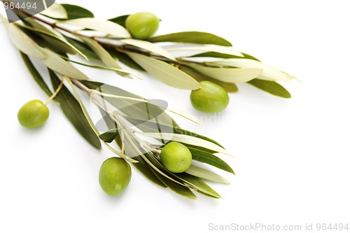 Image of olive branch