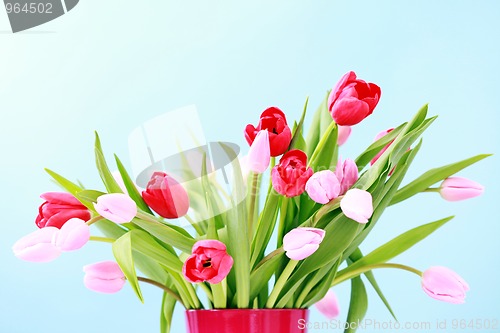 Image of tulips