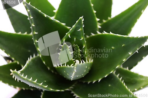 Image of aloe vera