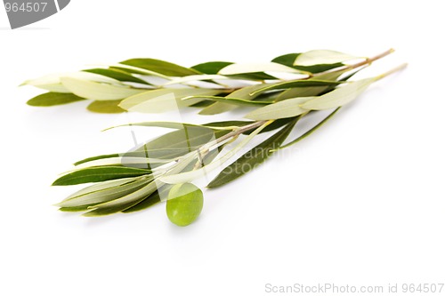 Image of olive branch