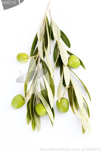 Image of olive branch