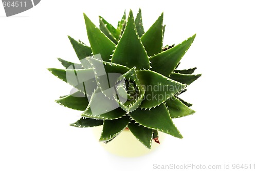 Image of aloe vera