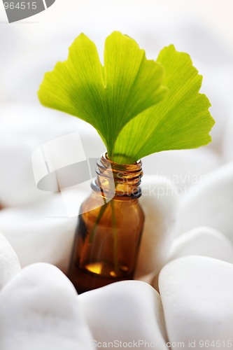 Image of ginko essential oil