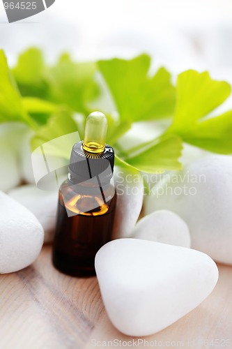 Image of ginko essential oil