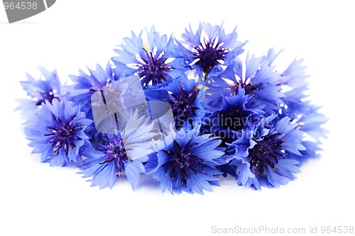 Image of cornflowers