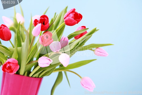 Image of tulips