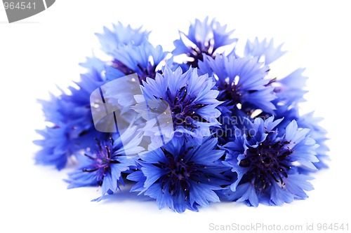 Image of cornflowers