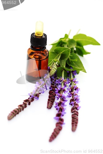 Image of sage essential oil