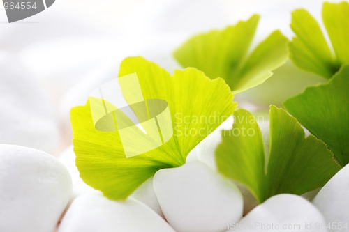 Image of ginko leaves