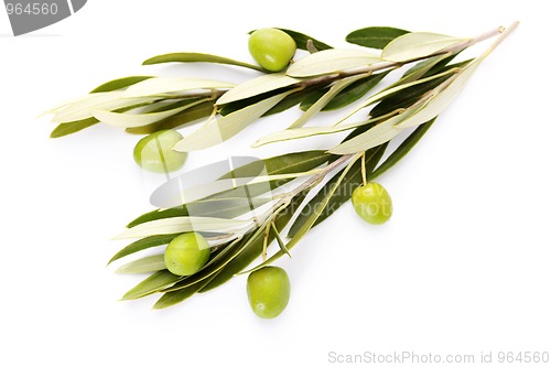 Image of olive branch