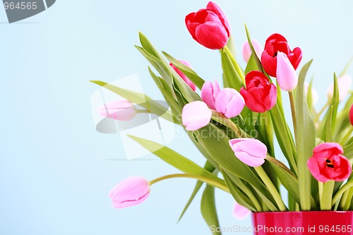 Image of tulips