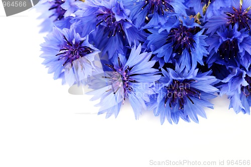 Image of cornflowers