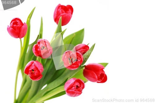 Image of red tulips