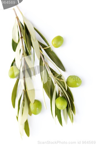 Image of olive branch