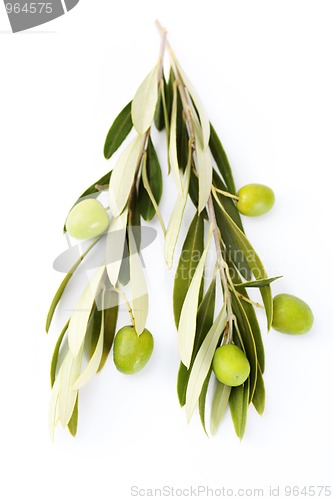 Image of olive branch