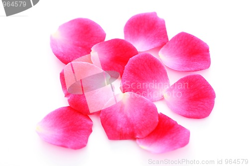 Image of pink rose petals
