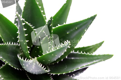 Image of aloe vera