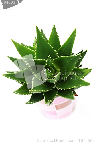 Image of aloe vera