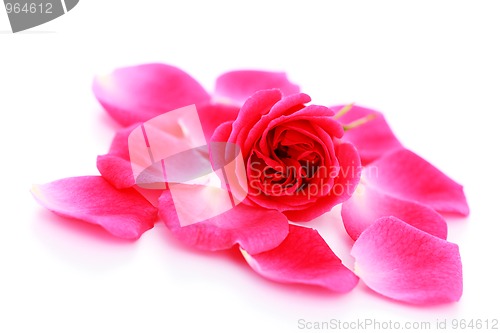 Image of pink rose petals