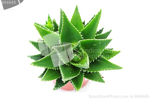 Image of aloe vera