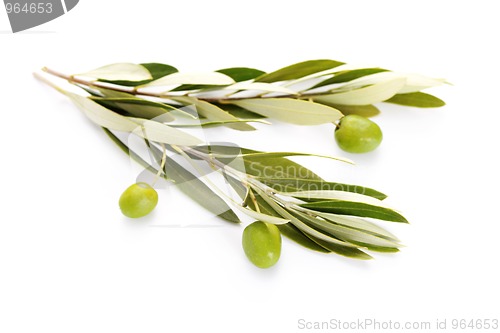 Image of olive branch