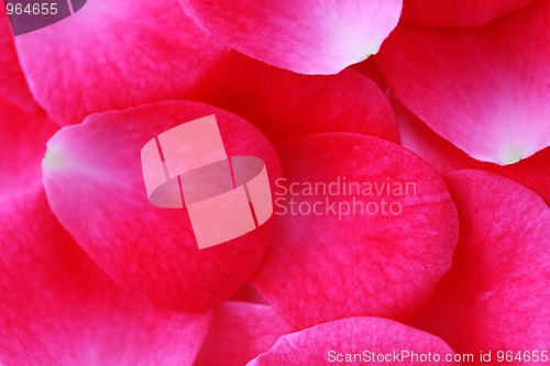Image of pink rose petals