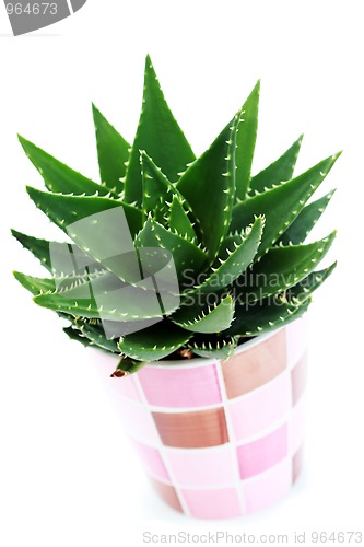 Image of aloe vera