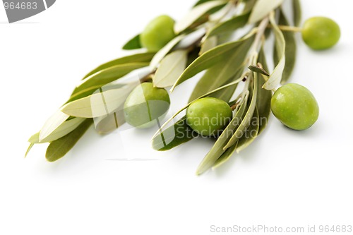 Image of olive branch