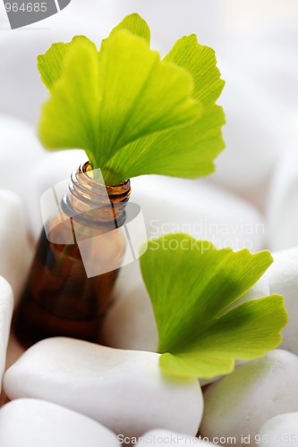 Image of ginko essential oil