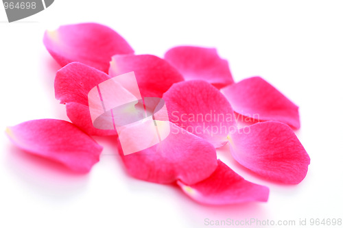 Image of rose petals