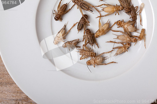 Image of Frozen House Crickets