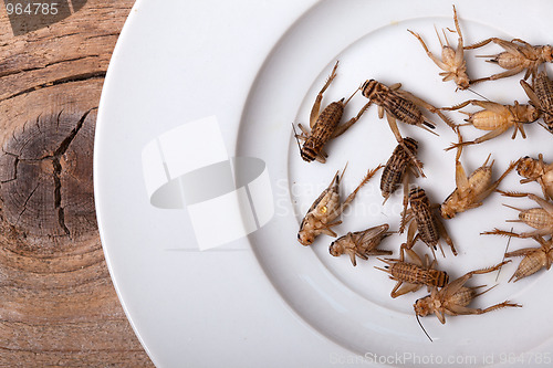 Image of Frozen House Crickets