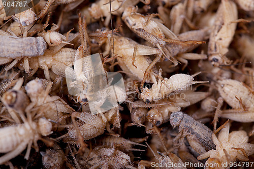 Image of Frozen House Crickets