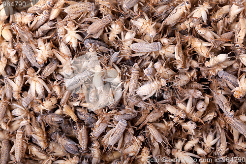 Image of Frozen House Crickets