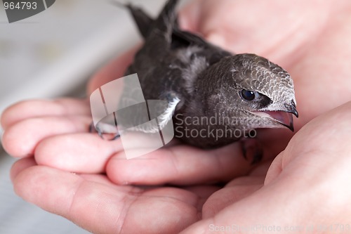 Image of Young Eurasian Swift