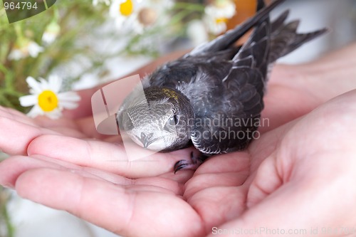 Image of Young Eurasian Swift