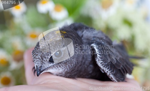 Image of Young Eurasian Swift