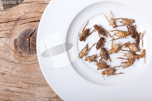 Image of Frozen House Crickets