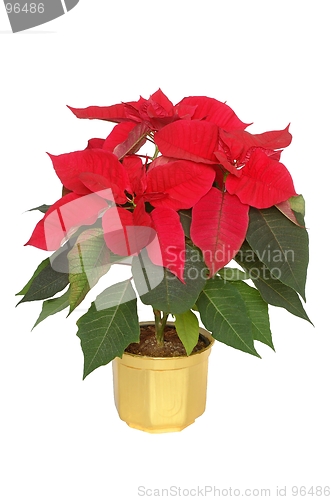 Image of Poinsettia