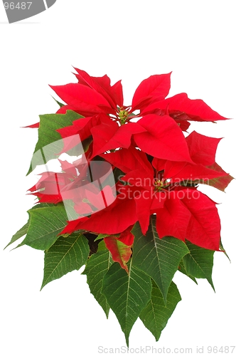 Image of Poinsettia