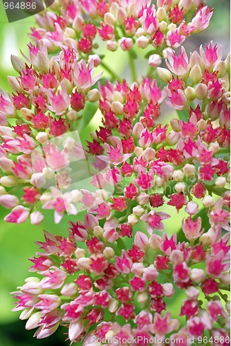 Image of Pink Sedum Flowers