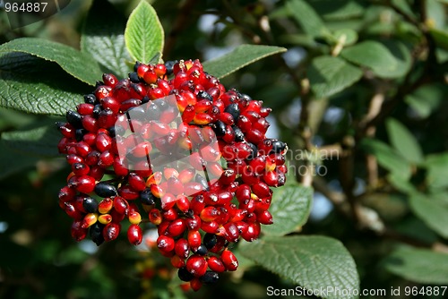 Image of Viburnum Berries in Autumn