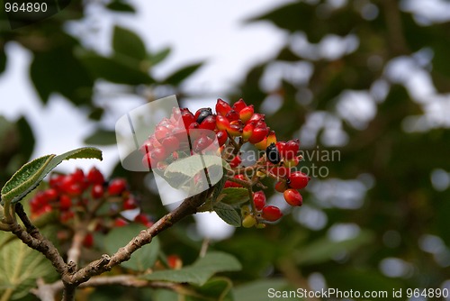 Image of Viburnum Berries With Sky and Foliage