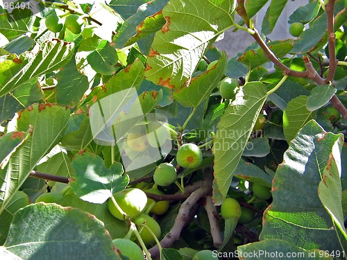 Image of Fig tree