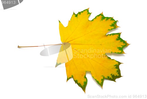Image of Autumn maple leaf