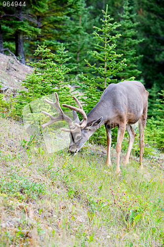 Image of White Tail Deer In Banff