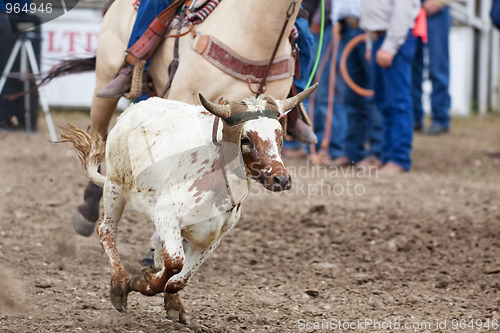 Image of Calf Roping