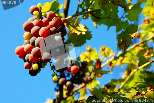 Image of Grapes cluster over blue sky