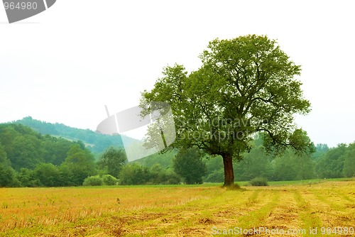 Image of Rural landscape