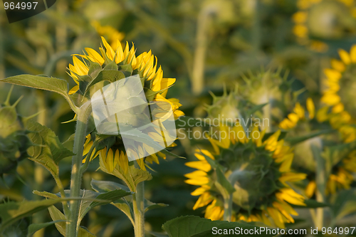 Image of Sunflower